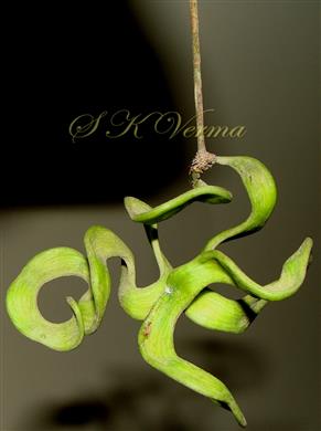  Fruit